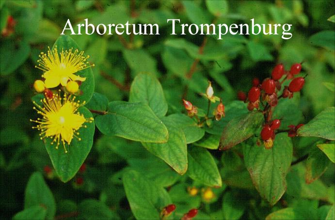 Hypericum inodorum 'Elstead'