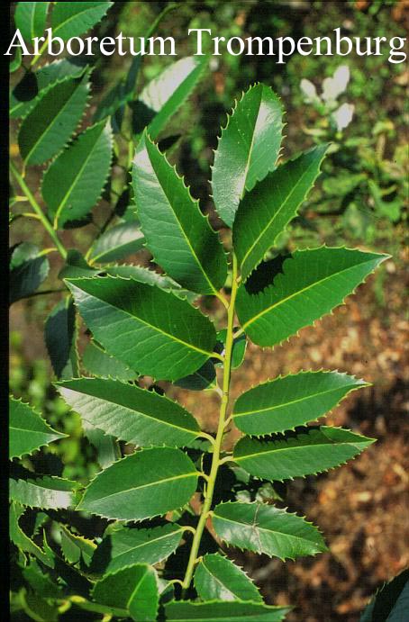 Ilex koehneana 'Chestnut Leaf'