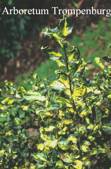 Ilex aquifolium 'Crispa Aureopicta'