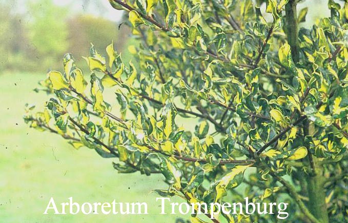 Ilex aquifolium 'Crispa Aureopicta'