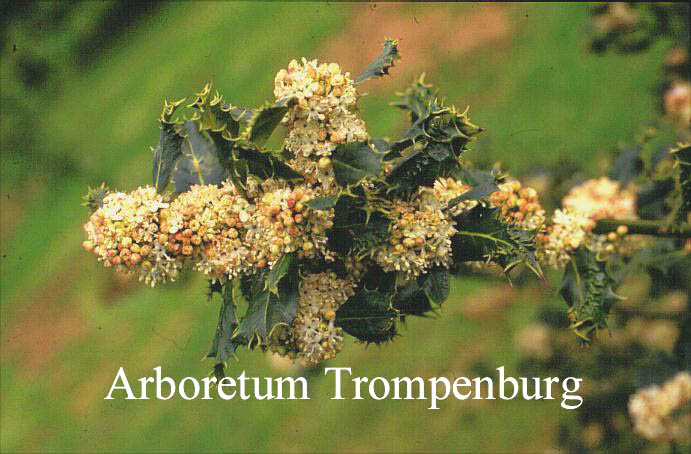 Ilex aquifolium 'Ferox'