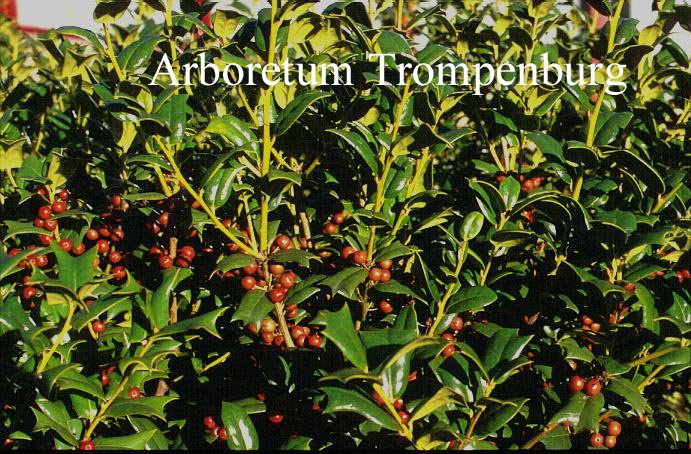 Ilex cornuta