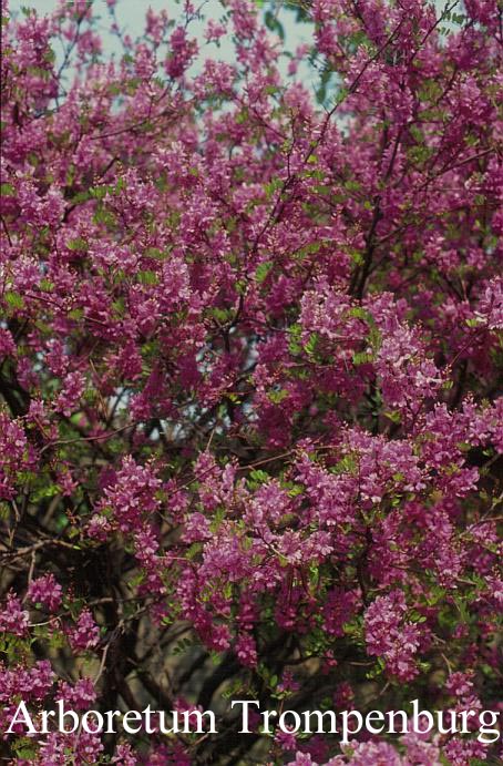 Indigofera heterantha
