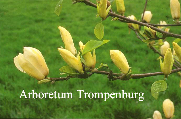 Magnolia brooklynensis 'Yellow Fever'