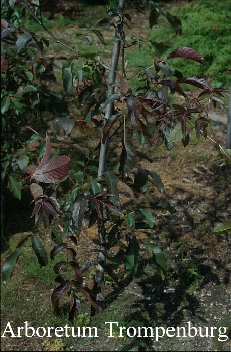 Juglans regia 'Purpurea'