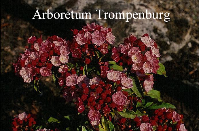 Kalmia latifolia 'Ostbo Red'