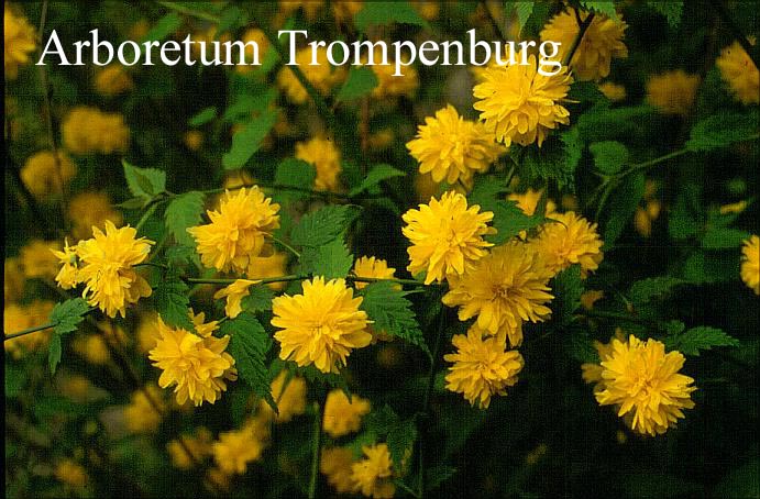 Kerria japonica 'Pleniflora'