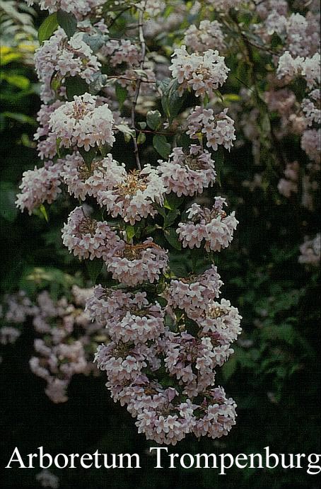 Kolkwitzia amabilis