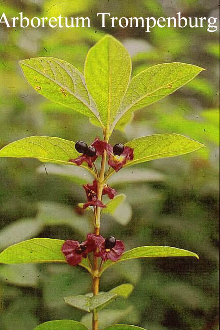 Lonicera involucrata ledebourii