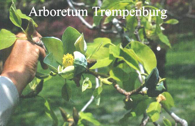Magnolia acuminata