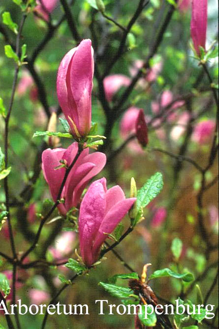 Magnolia 'Jane'