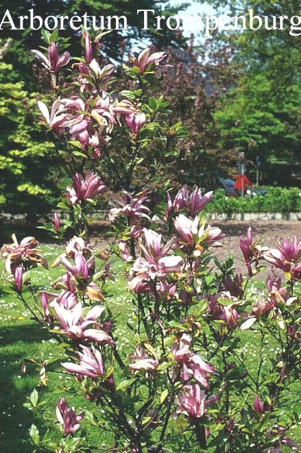 Magnolia 'Ricki'