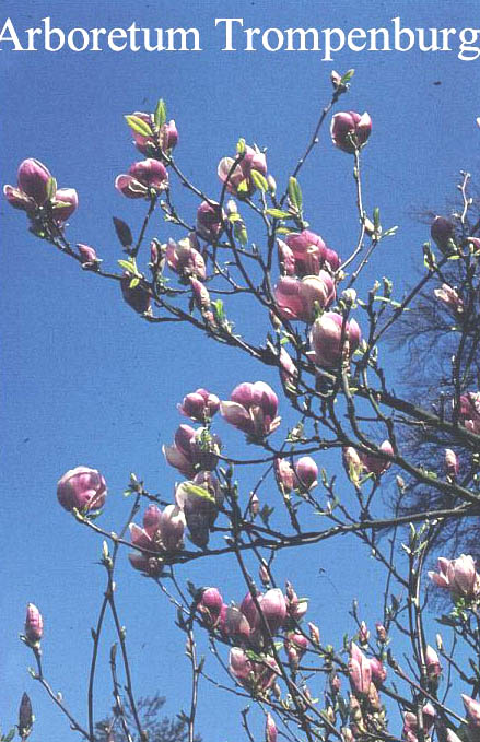 Magnolia soulangeana 'Rustica Rubra'