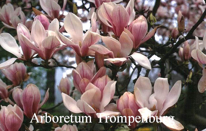 Magnolia soulangeana 'Speciosa'