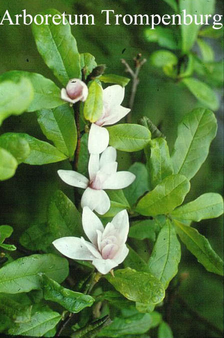 Magnolia stellata 'Rosea'