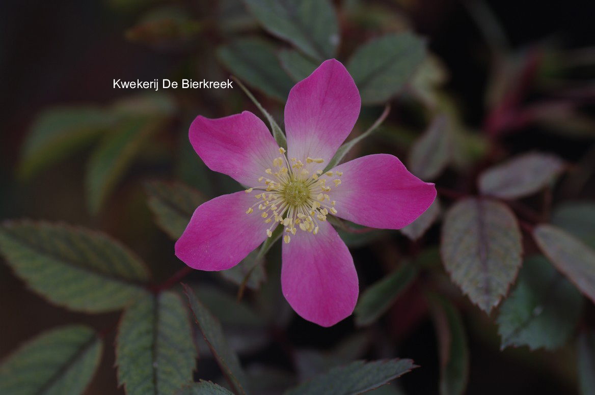 Rosa glauca