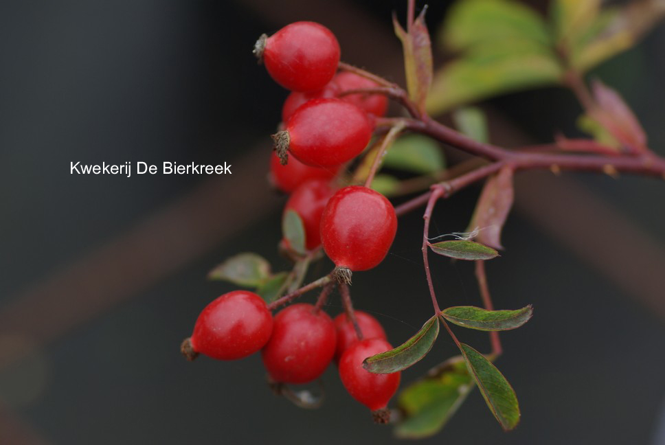 Rosa glauca