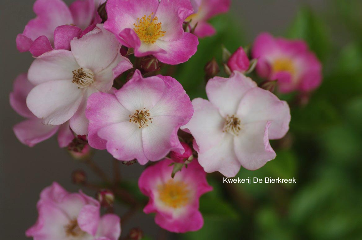 Rosa 'Ballerina'