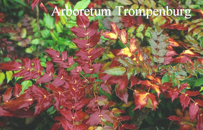 Mahonia japonica