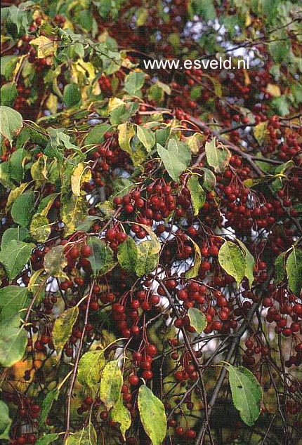 Malus 'Red Jade'