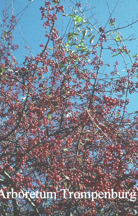 Malus toringo sargentii
