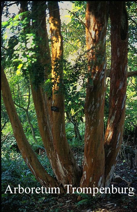 Luma apiculata