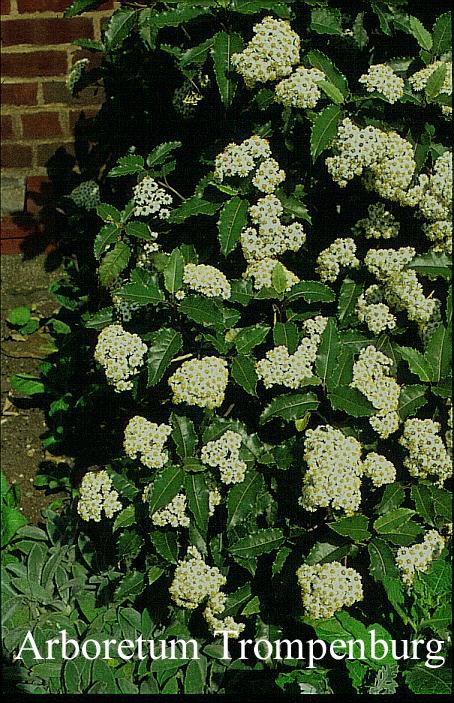 Olearia macrodonta