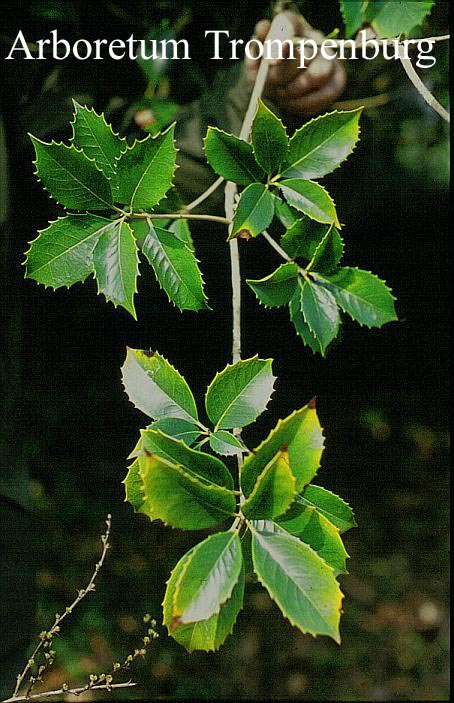 Osmanthus fortunei