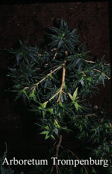 Osmanthus heterophyllus 'Sasaba'