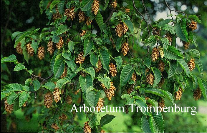 Ostrya carpinifolia