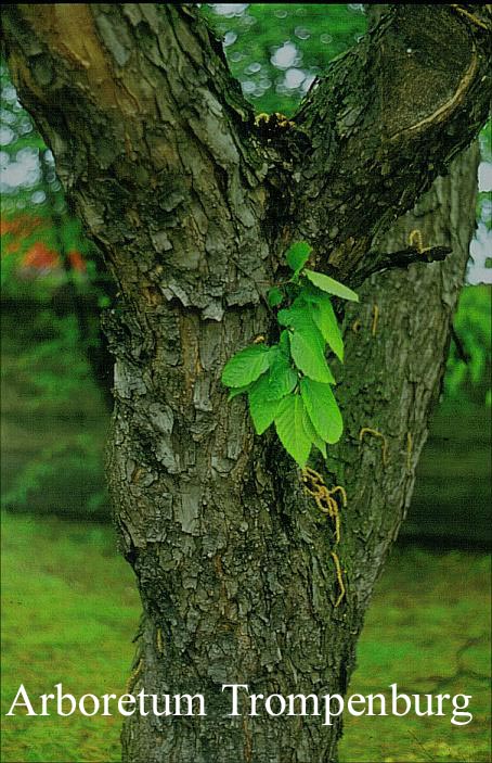 Ostrya virginiana