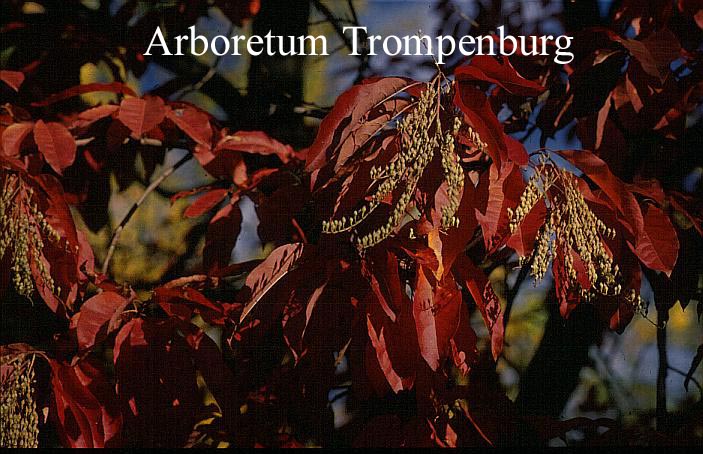 Oxydendrum arboreum