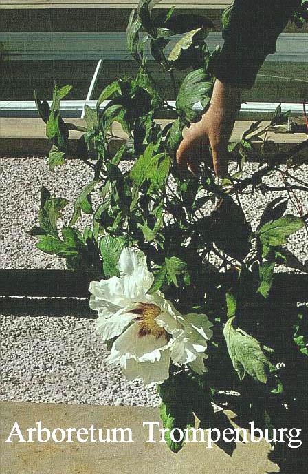 Paeonia rockii