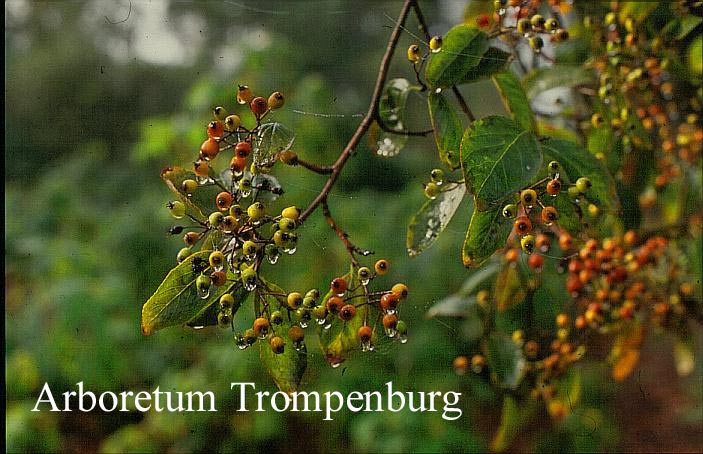 Photinia beauverdiana notabilis