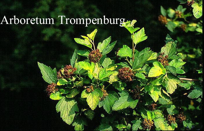 Physocarpus opulifolius 'Luteus'