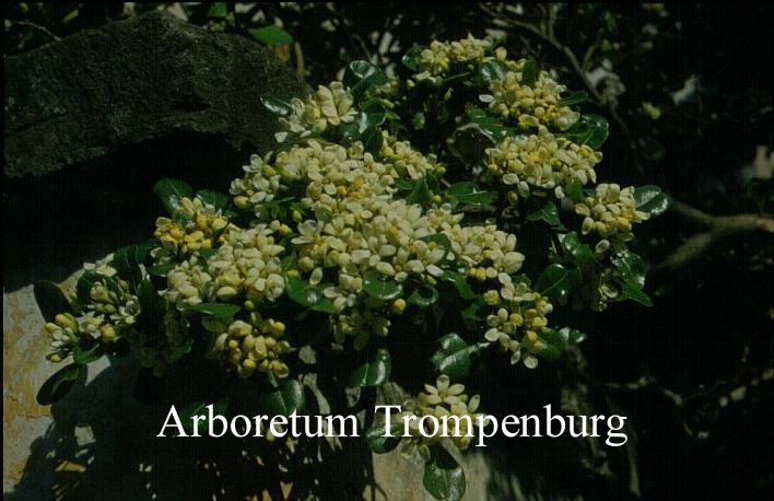 Pittosporum tobira