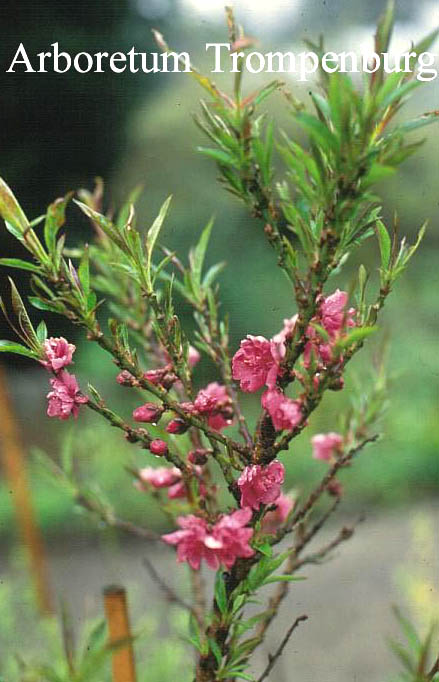 Prunus amygdalo-persica