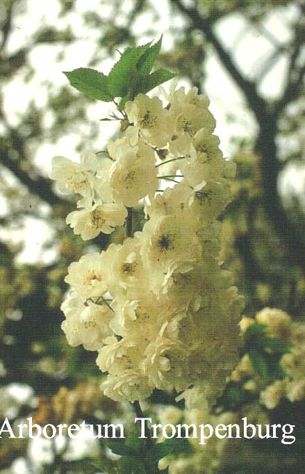 Prunus avium 'Plena'