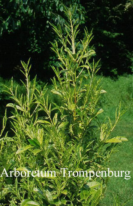 Prunus laurocerasus 'Marbled White'