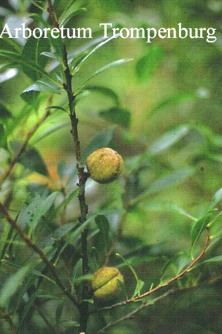 Prunus tenella