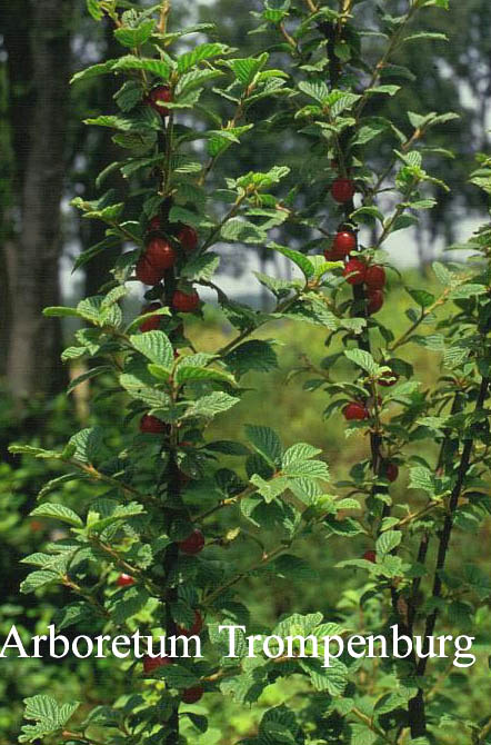 Plantentuin Esveld
