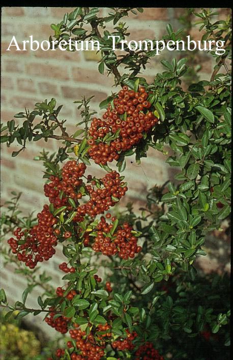 Pyracantha 'Orange Glow'