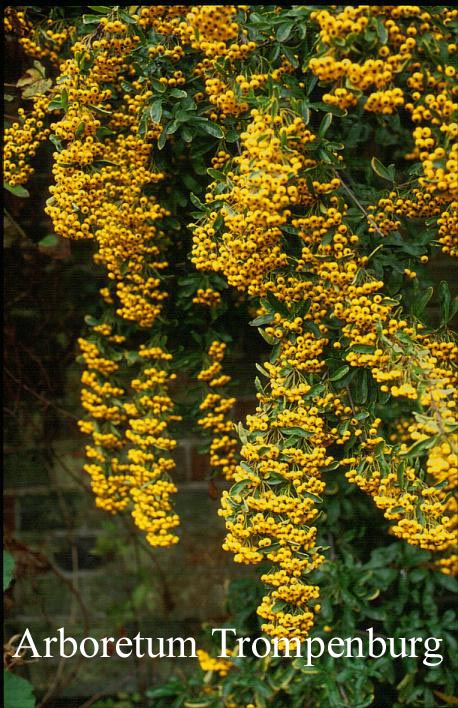 Pyracantha 'Soleil d'Or'