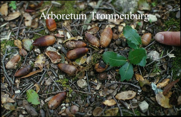 Quercus coccifera