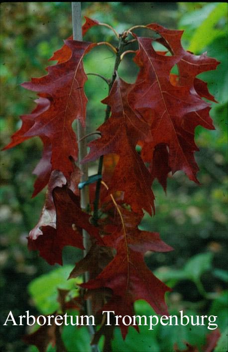 Quercus coccinea 'Splendens'