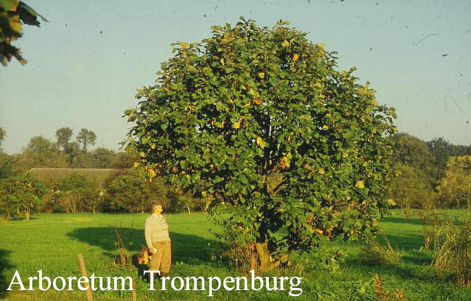 Quercus 'Pondaim'