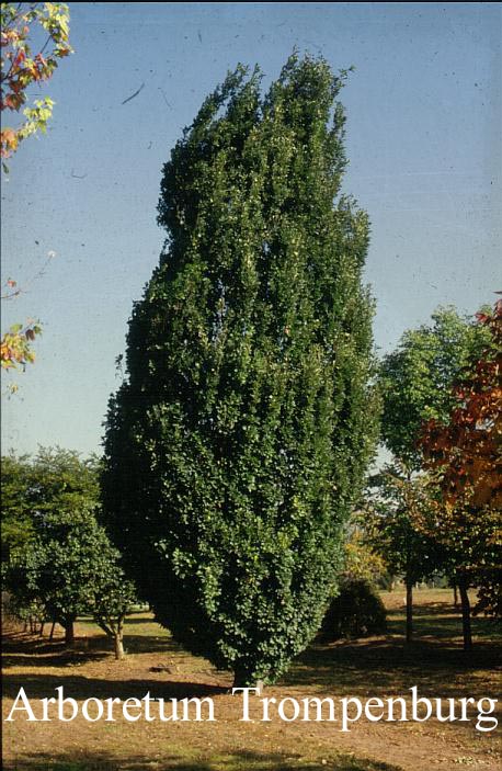 Quercus robur 'Fastigiata' (SKYROCKET)