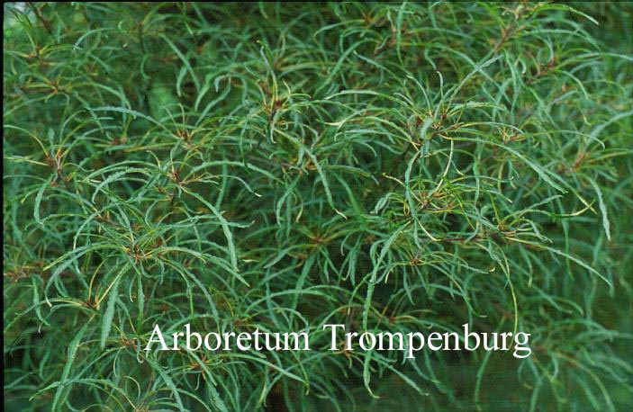 Frangula alnus 'Aspleniifolia'