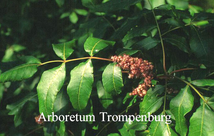 Rhus potaninii