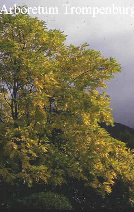 Robinia pseudoacacia 'Frisia'